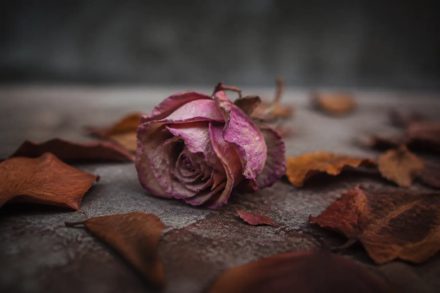 New Jersey Artist j.paul Releases Melancholic Single "Flowers" Featuring Lazy Trail